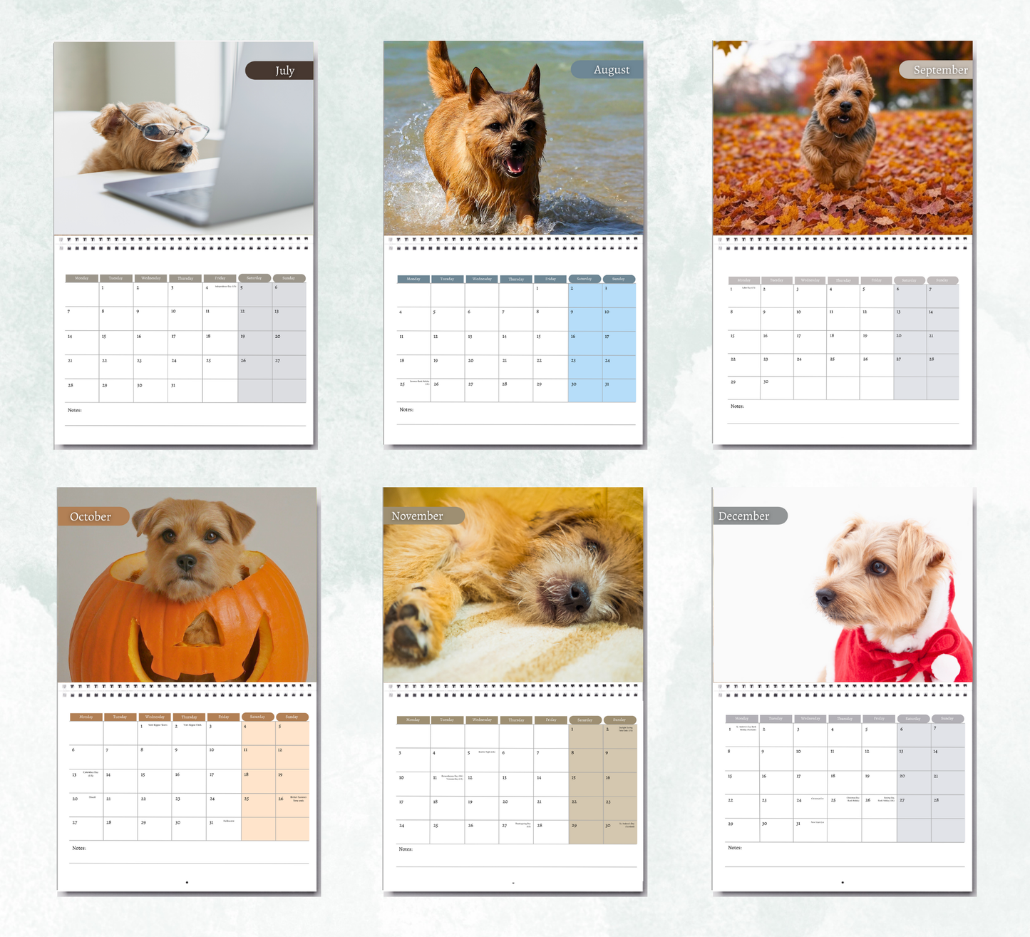 Norfolk Terrier Calendar 2026