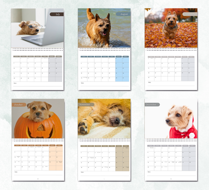 Norfolk Terrier Calendar 2026