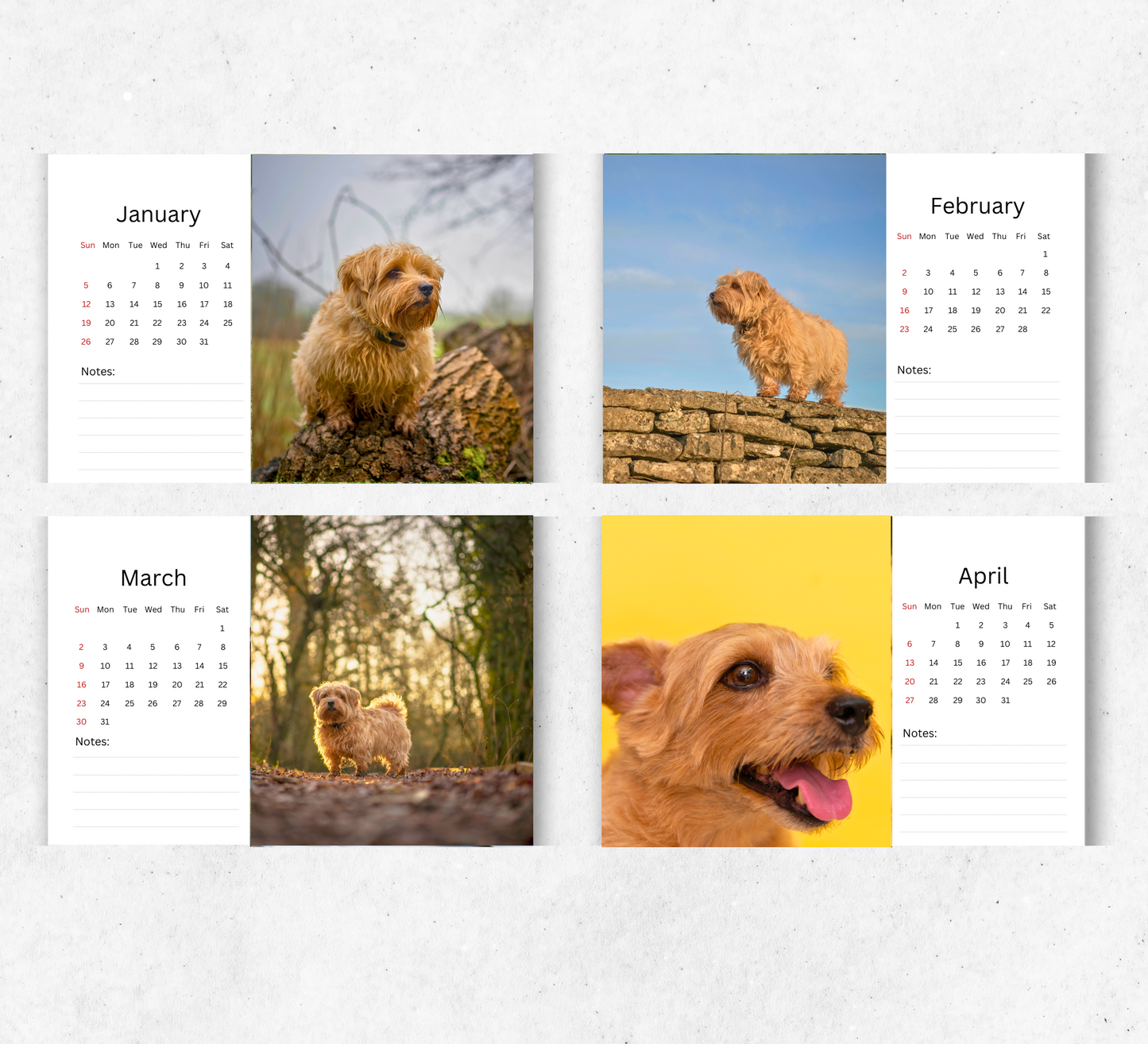 Norfolk Terrier Desk Calendar 2026-2027