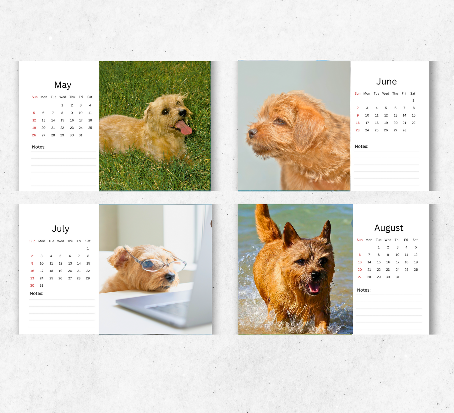 Norfolk Terrier Desk Calendar 2026-2027
