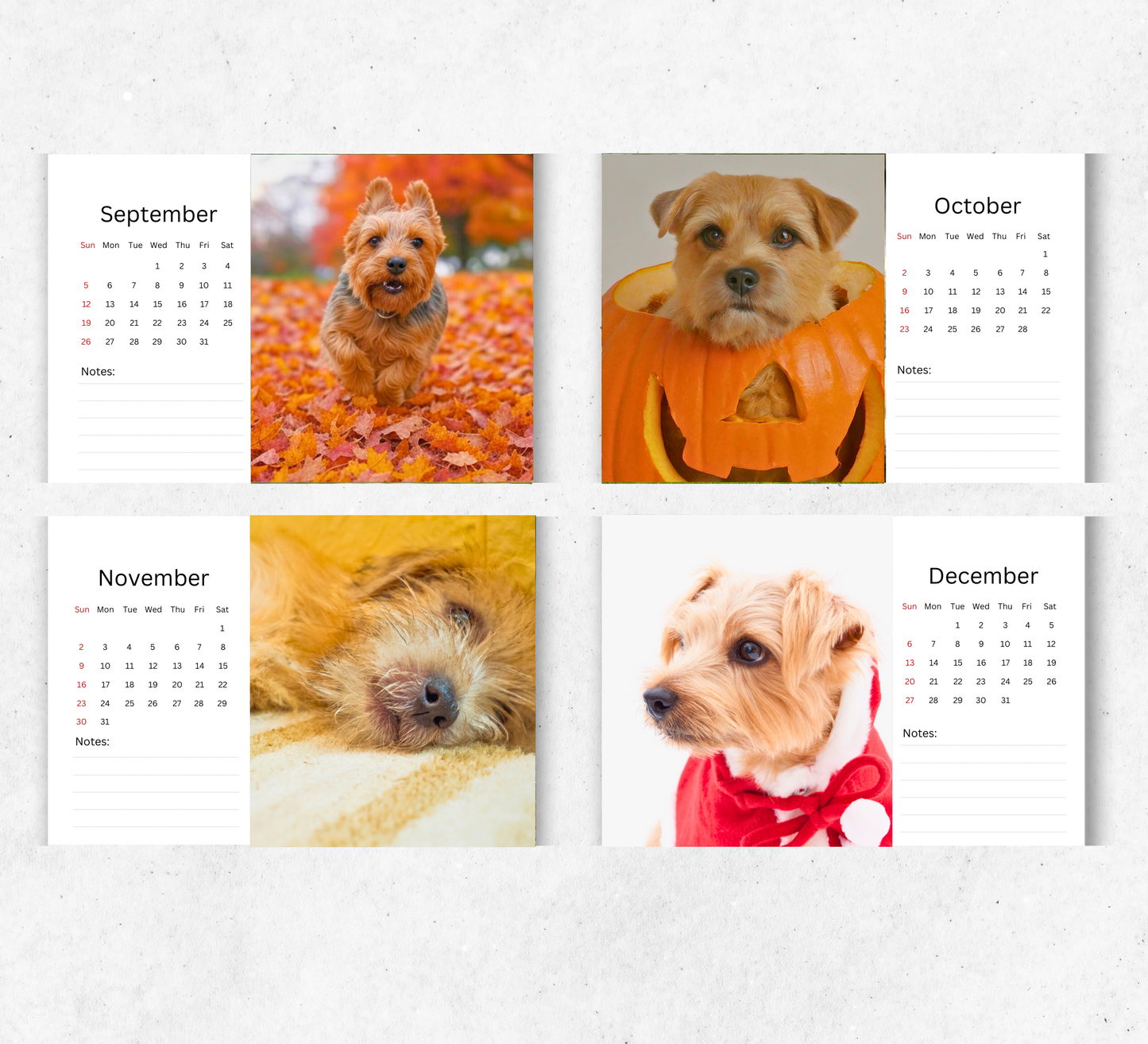 Norfolk Terrier Desk Calendar 2026-2027