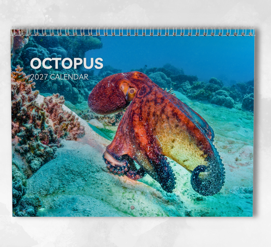 Octopus Calendar 2027