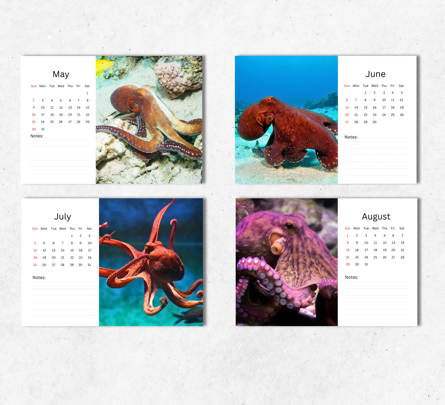 Octopus Desk Calendar 2027-2028