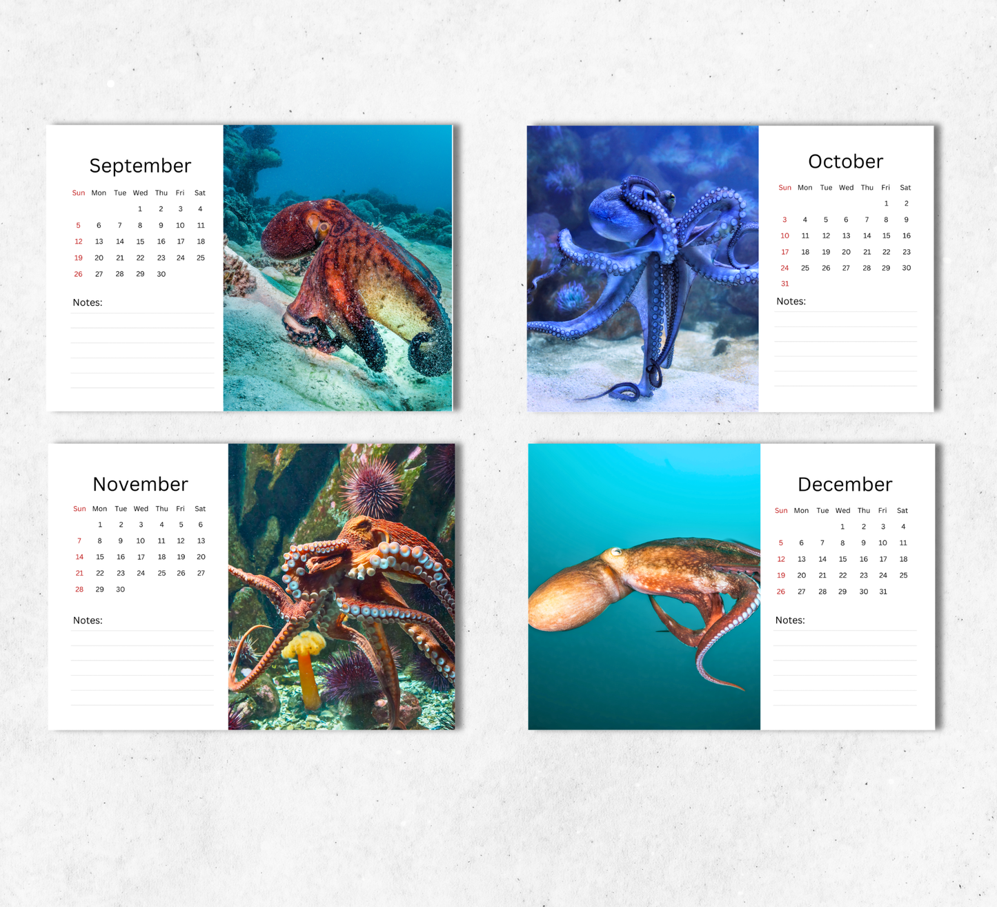 Octopus Desk Calendar 2027-2028