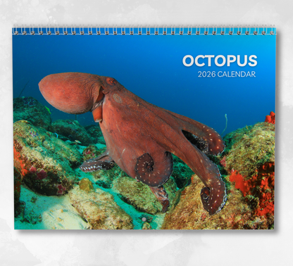Octopus Calendar 2026