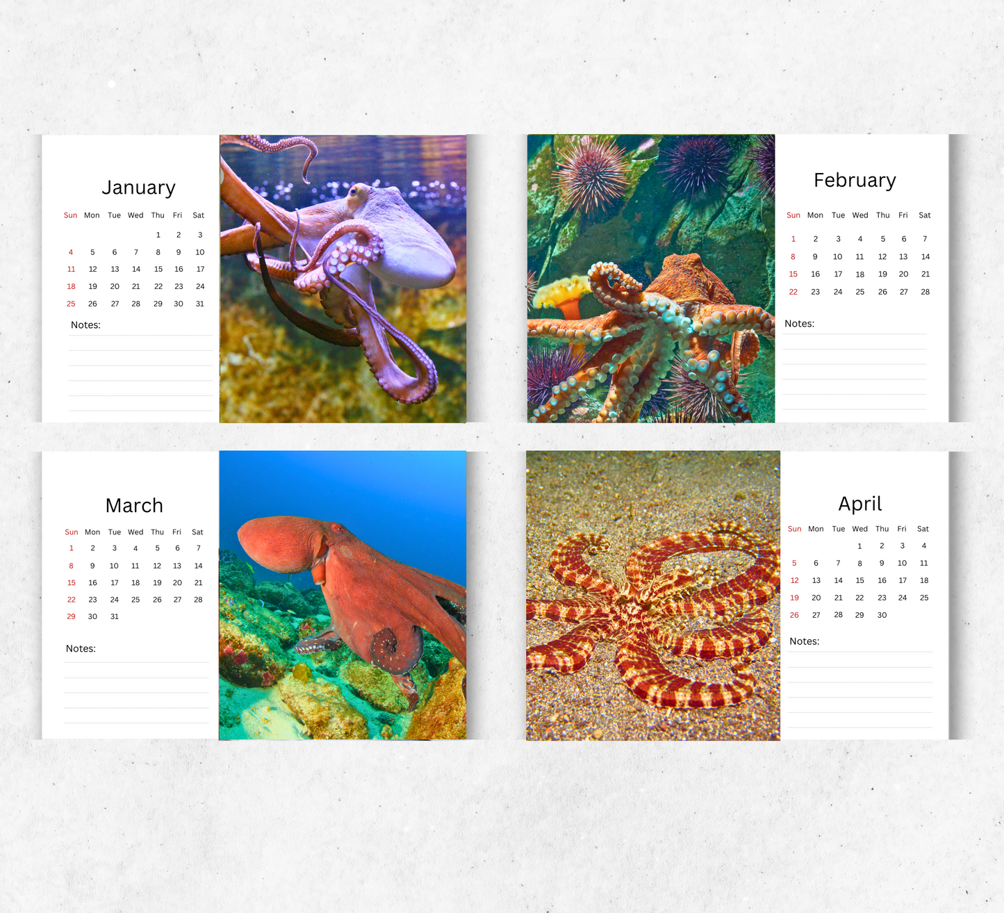 Octopus Desk Calendar 2026-2027