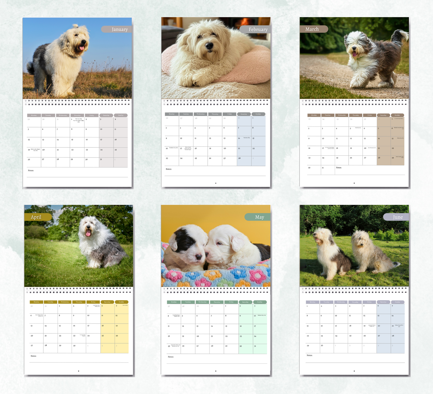 Old English Sheepdog Calendar 2026