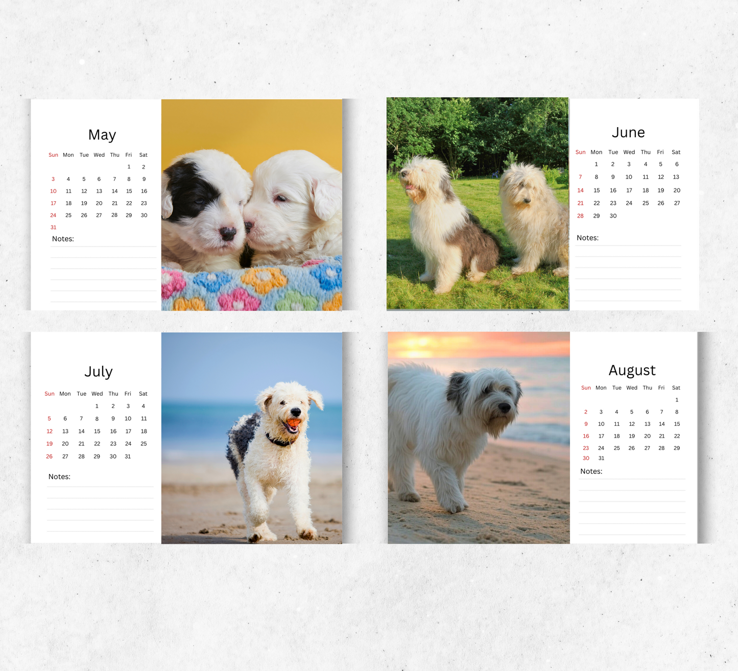 Old English Sheepdog Desk Calendar 2026-2027