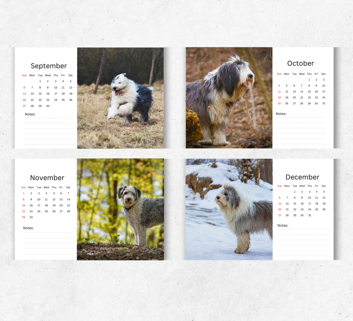 Old English Sheepdog Desk Calendar 2026-2027