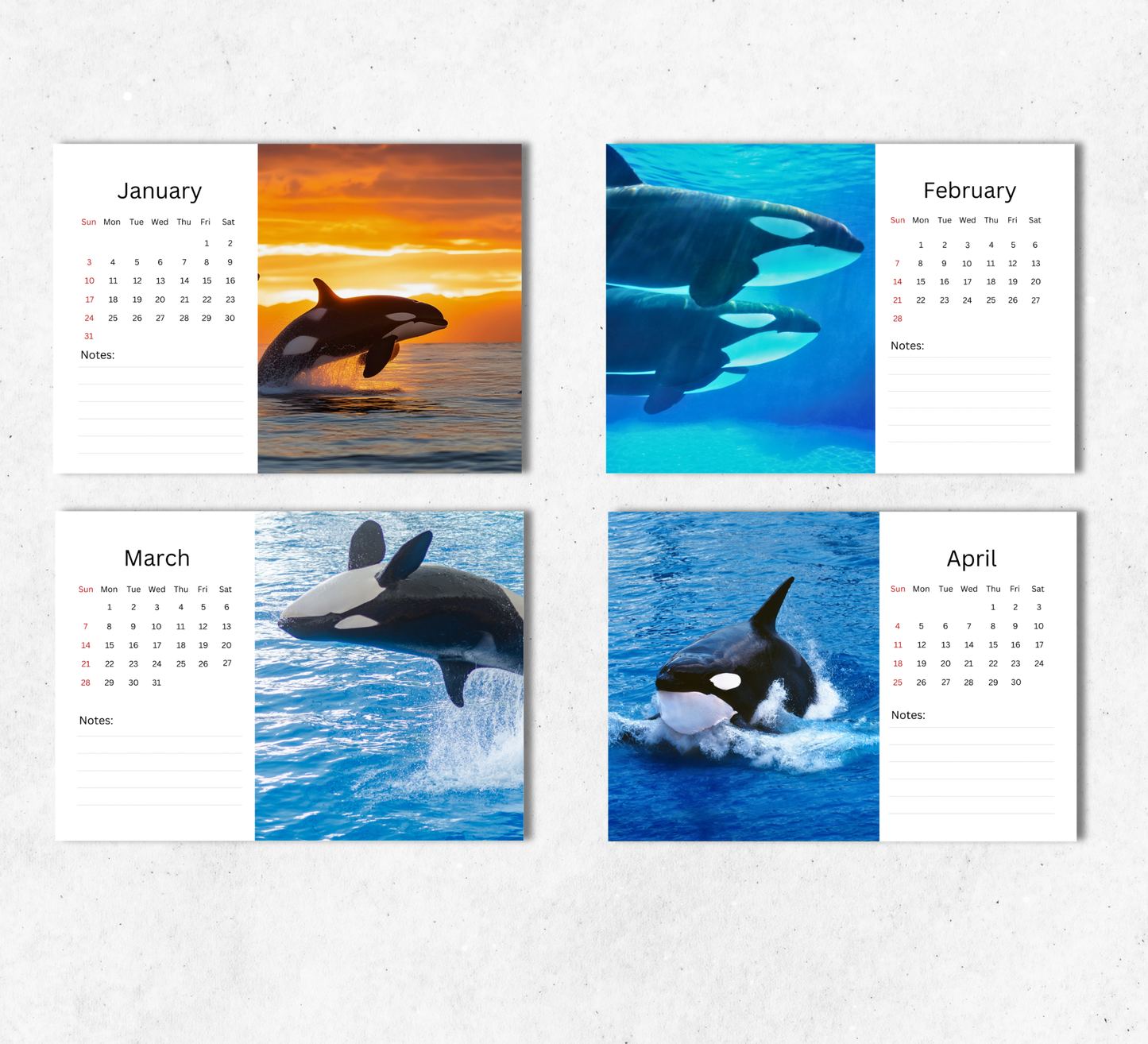 Orca Desk Calendar 2027-2028