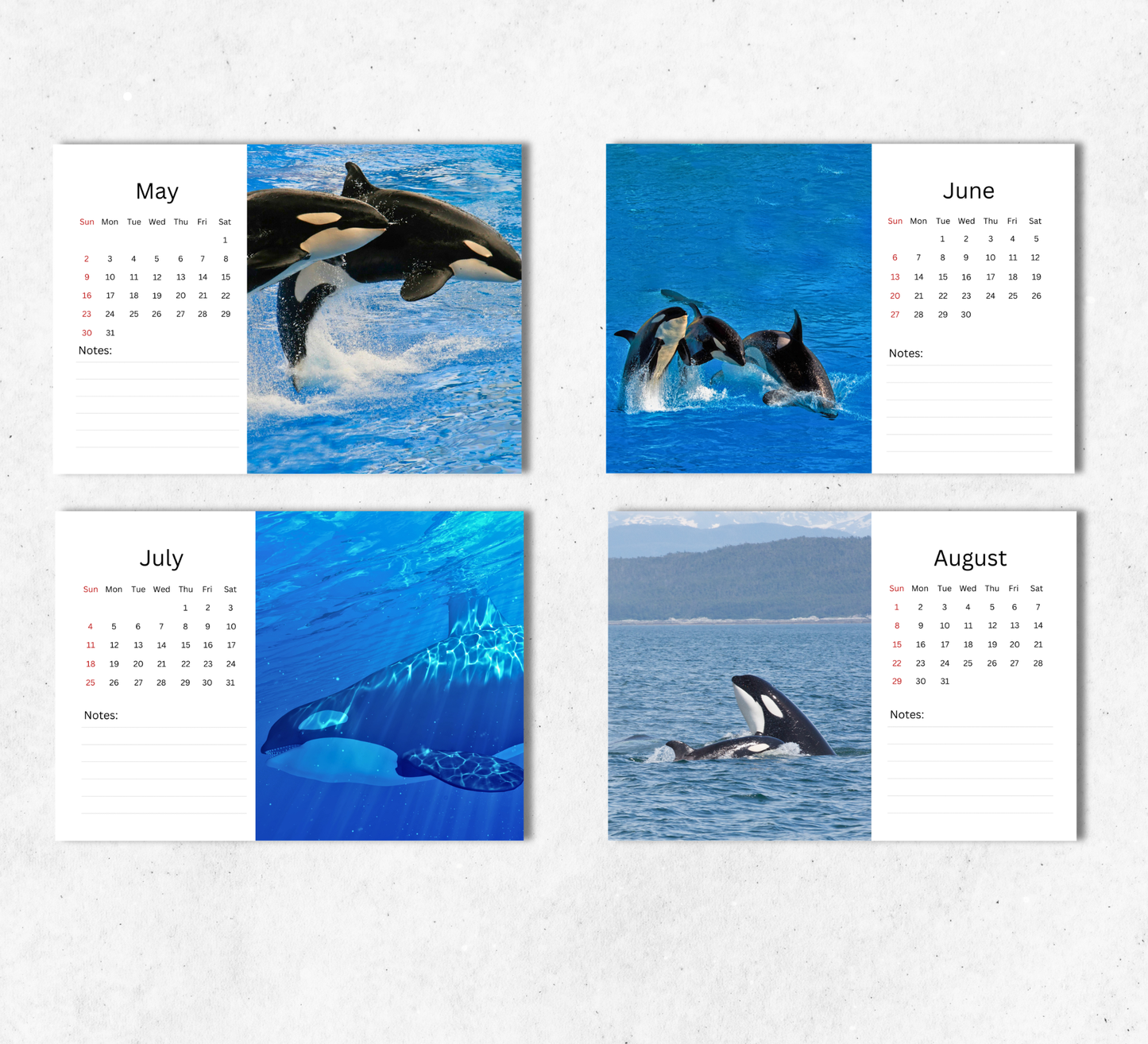 Orca Desk Calendar 2027-2028