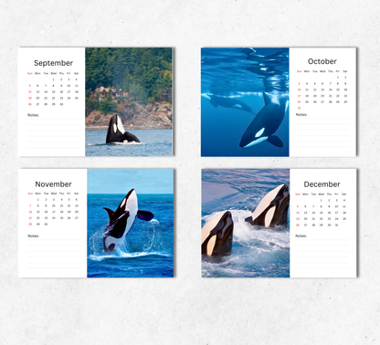 Orca Desk Calendar 2027-2028