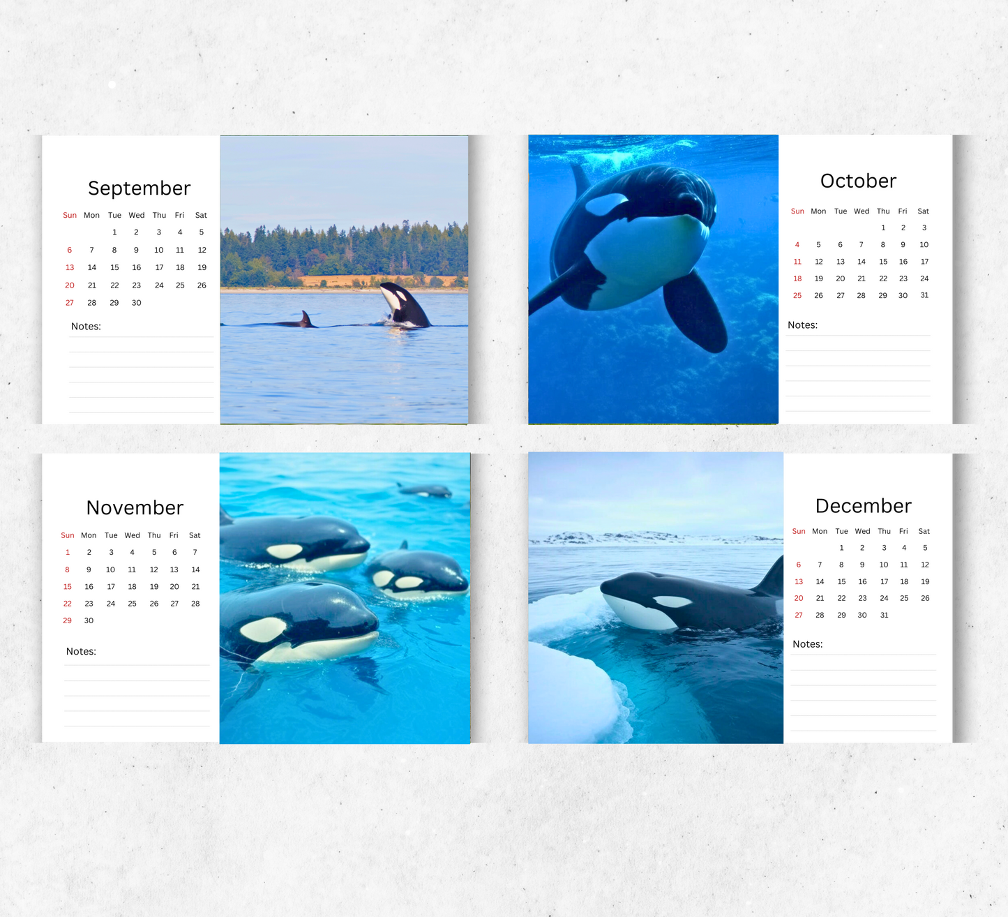 Orca Desk Calendar 2026-2027