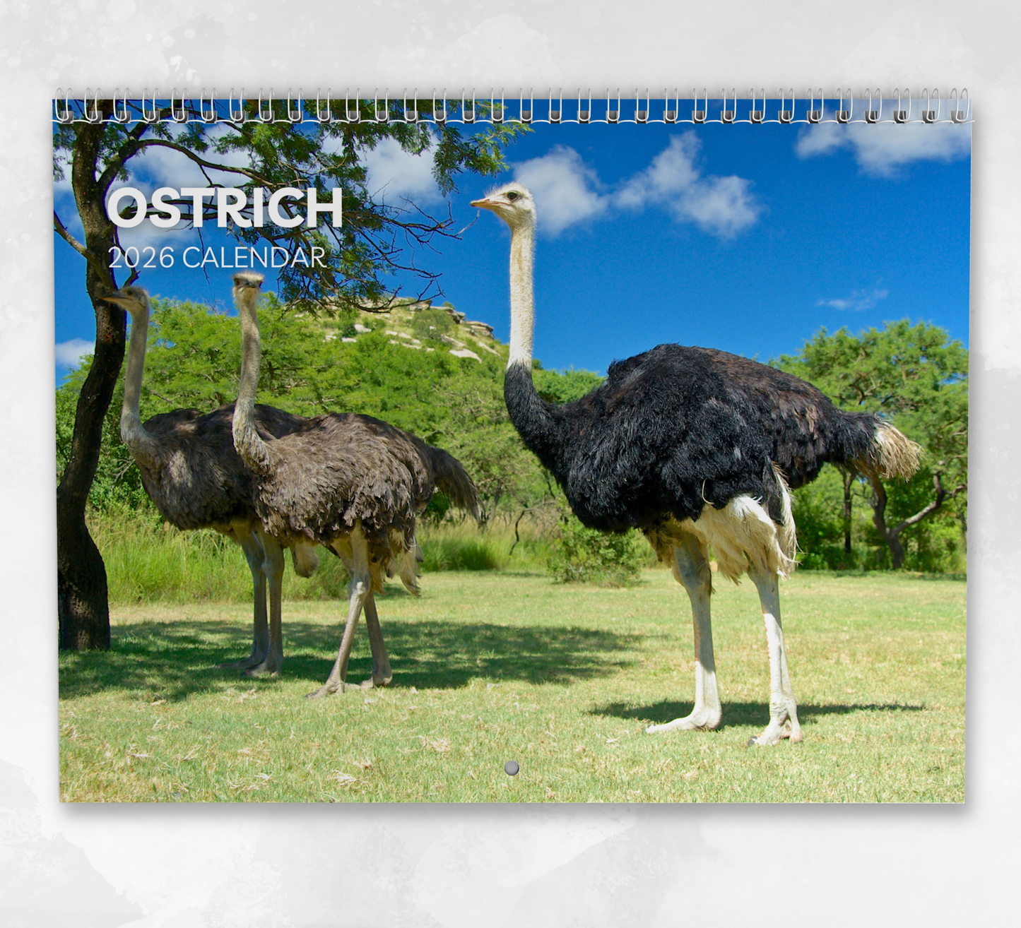 Ostrich Calendar 2026