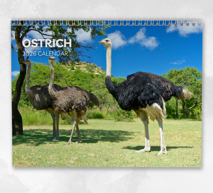 Ostrich Calendar 2026