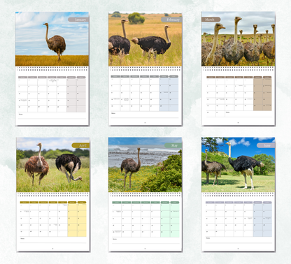 Ostrich Calendar 2026