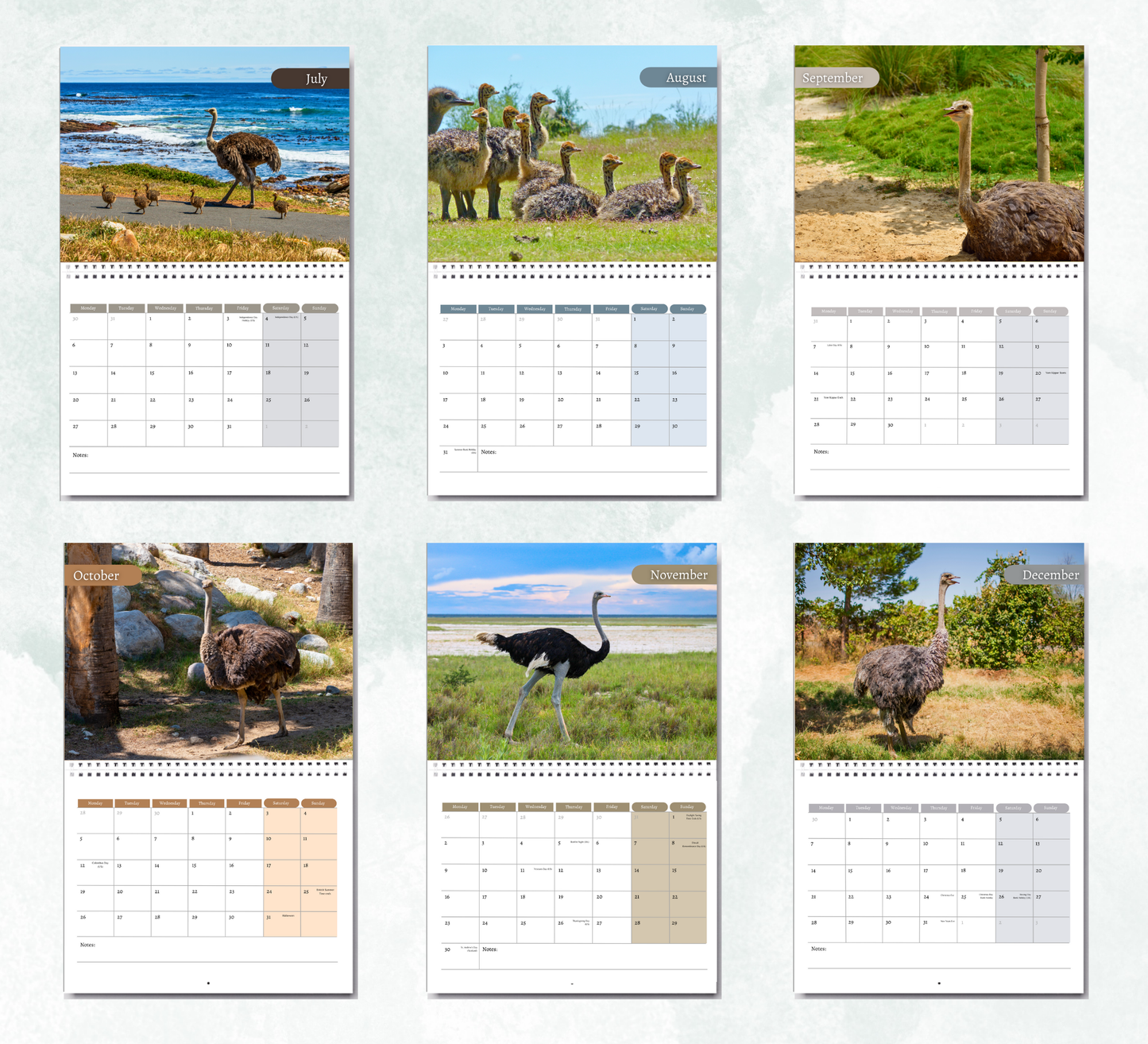 Ostrich Calendar 2026