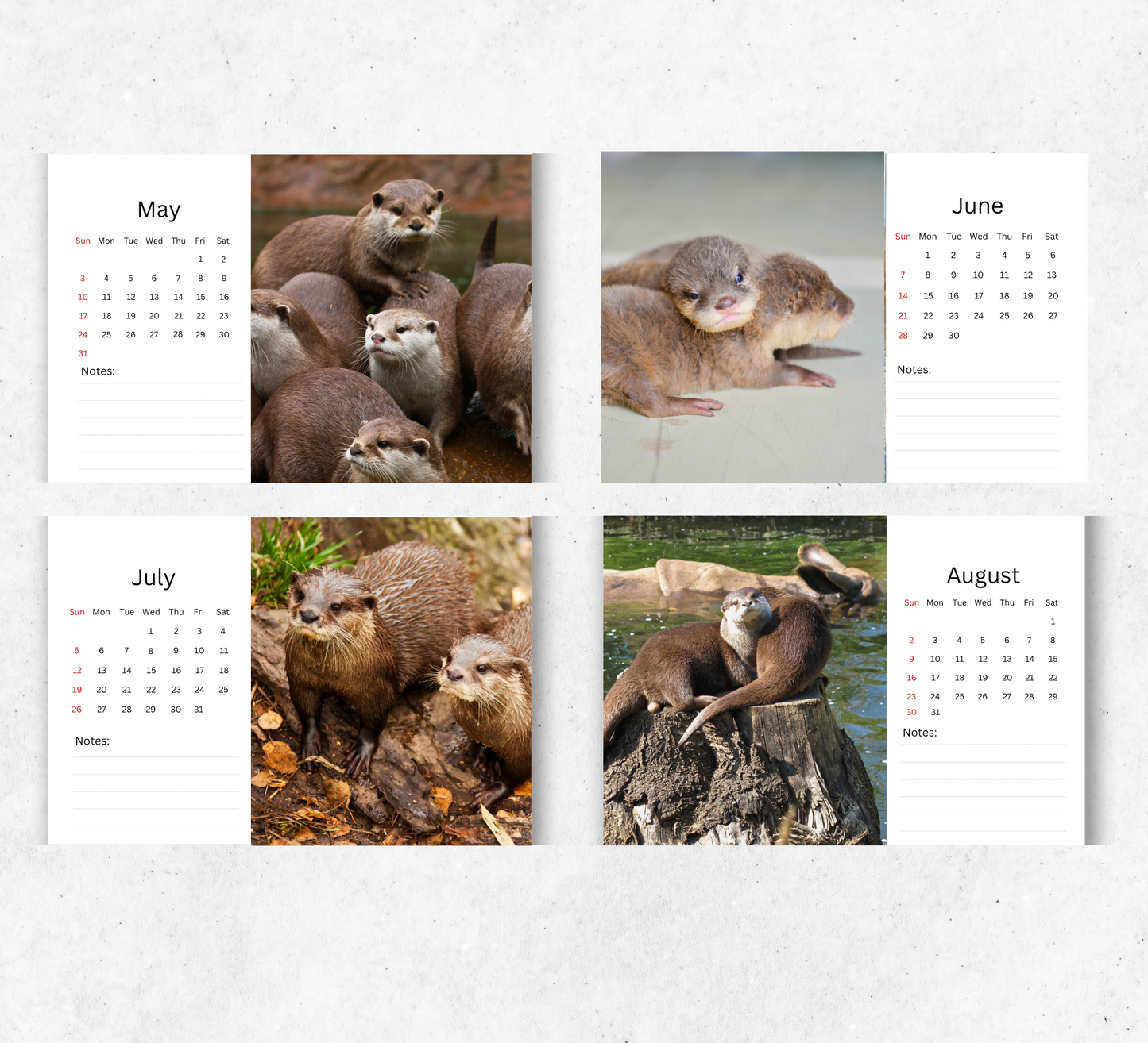 Otter Desk Calendar 2026-2027