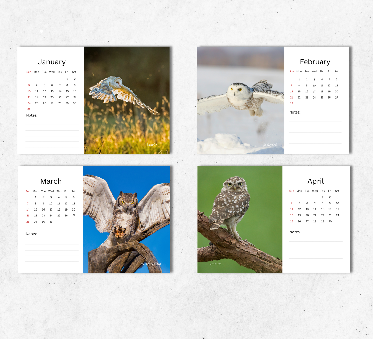 Owl Desk Calendar 2027-2028