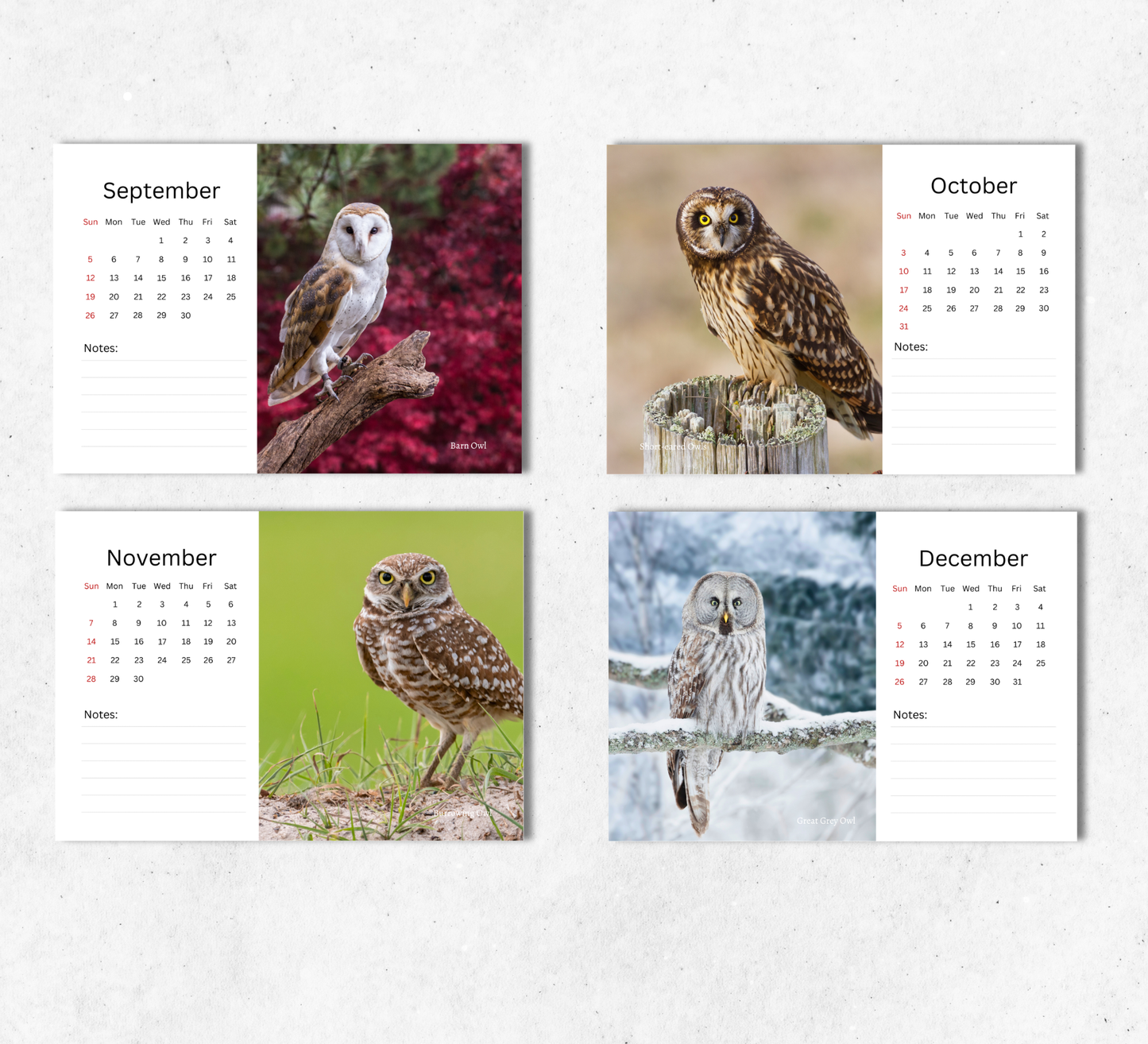 Owl Desk Calendar 2027-2028
