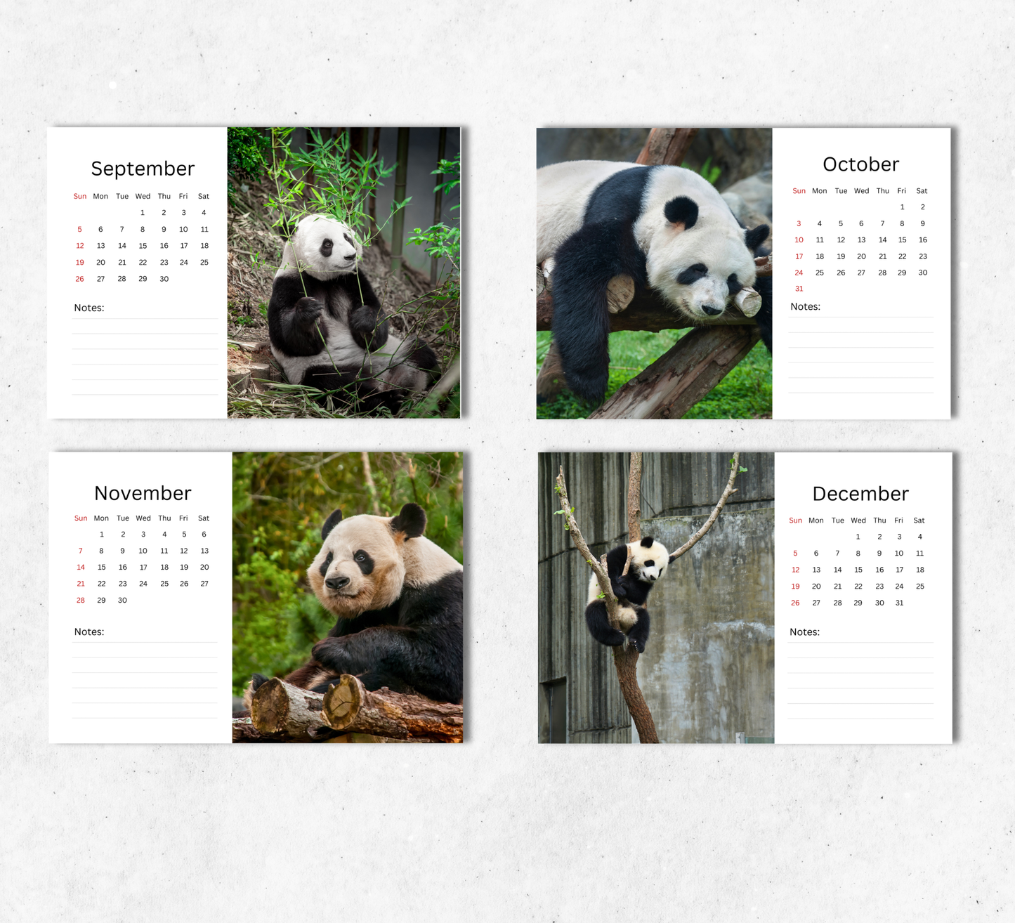 Panda Desk Calendar 2027-2028