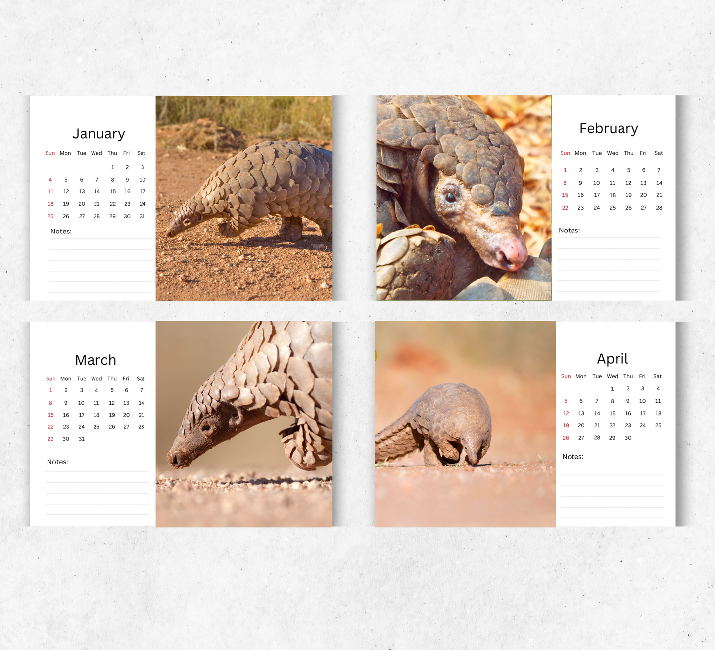 Pangolin Desk Calendar 2026-2027