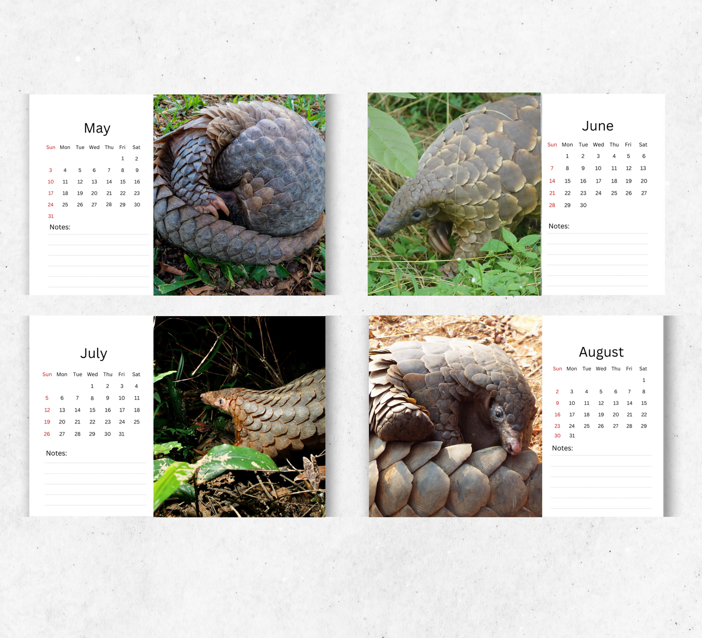 Pangolin Desk Calendar 2026-2027