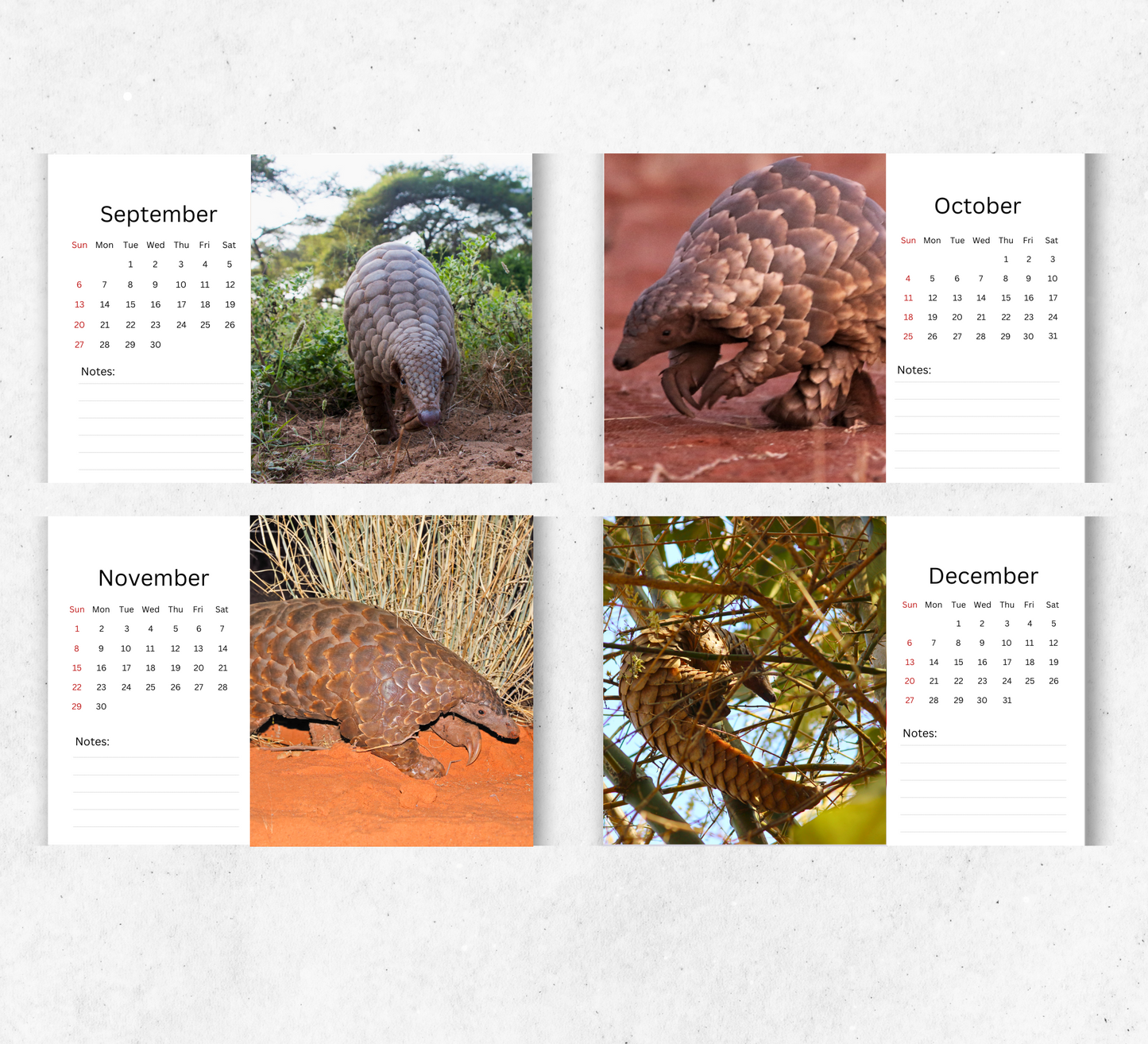 Pangolin Desk Calendar 2026-2027