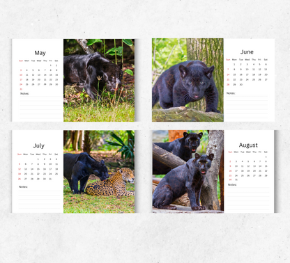 Panther Desk Calendar 2026-2027