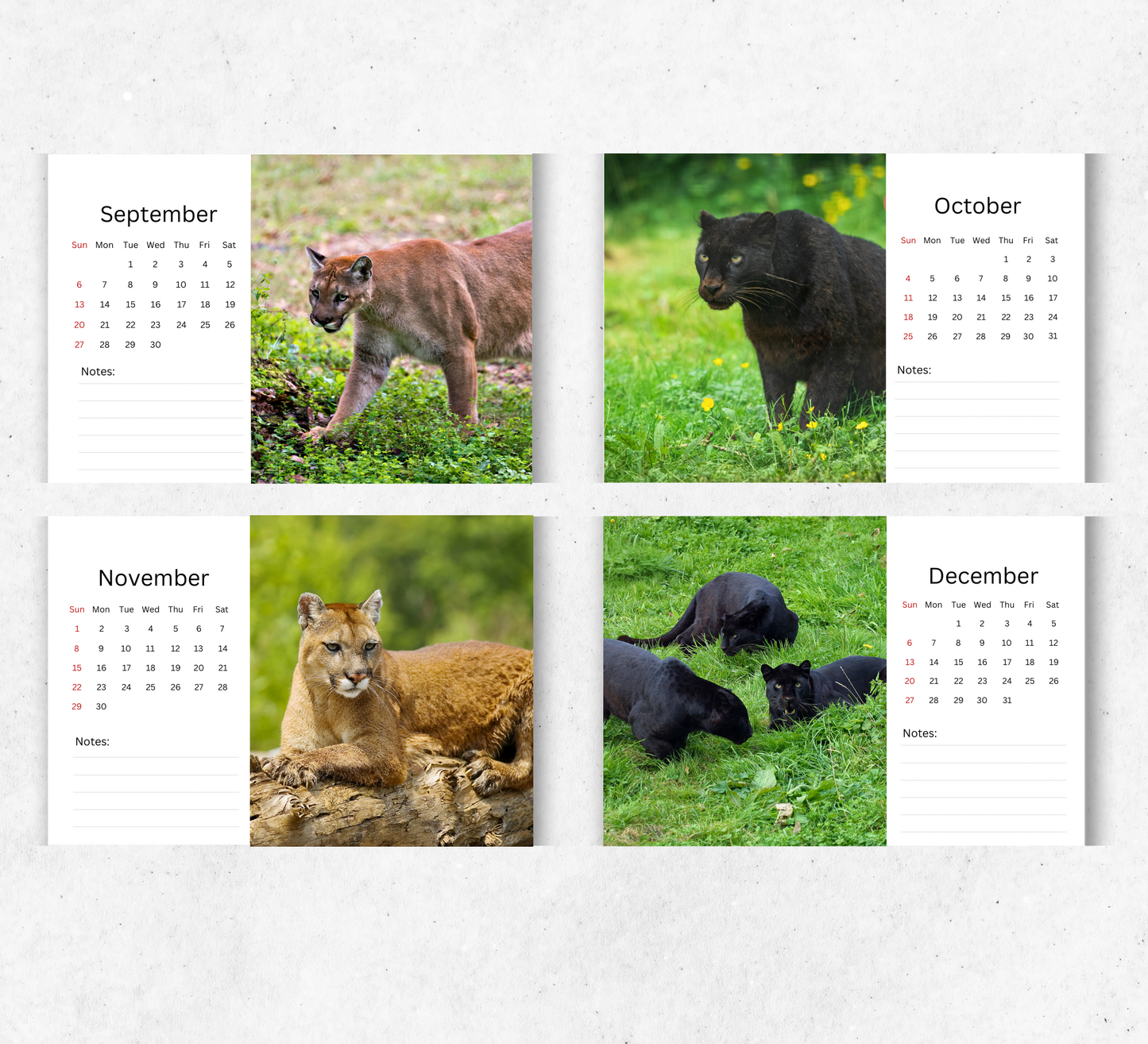 Panther Desk Calendar 2026-2027