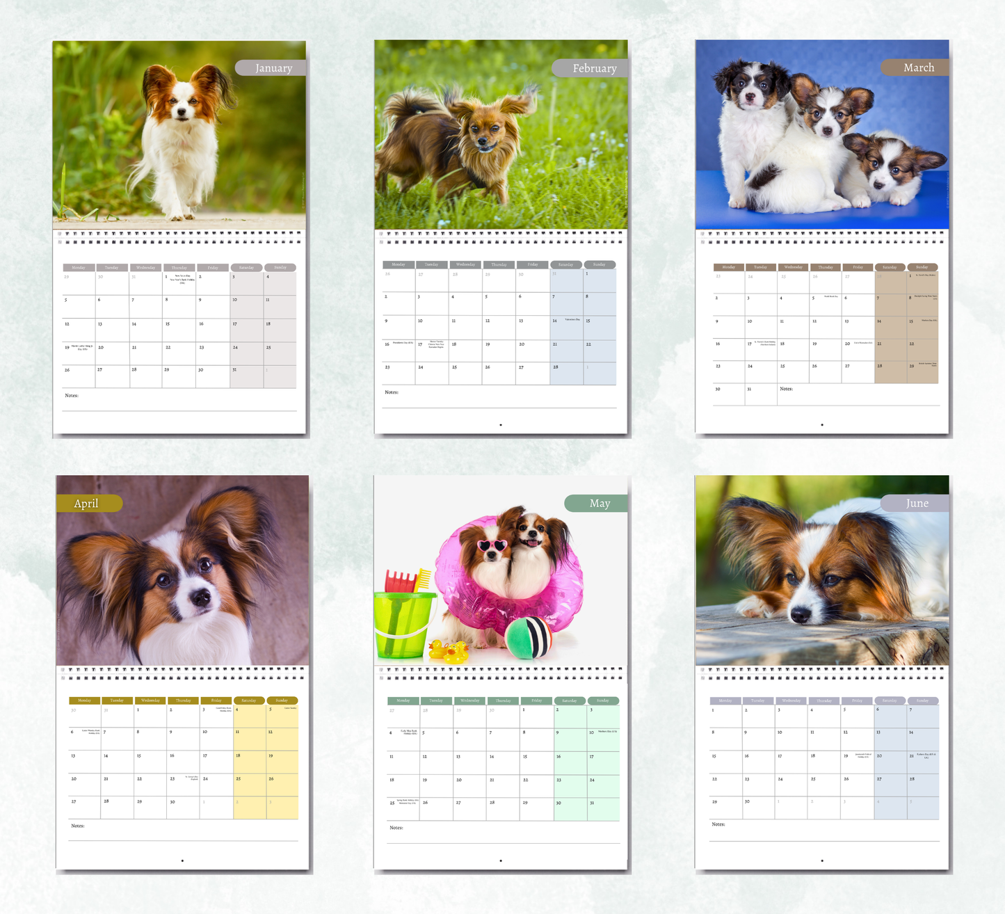 Papillon Calendar 2027