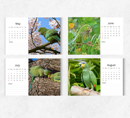 Parakeet Desk Calendar 2026-2027