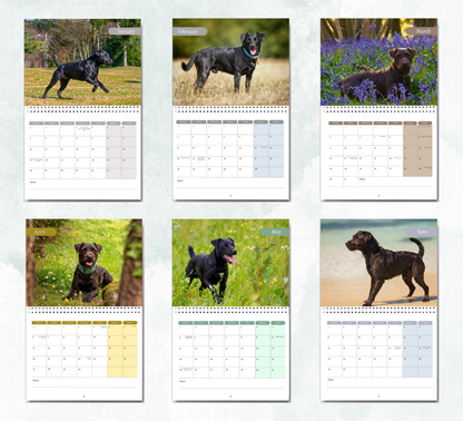 Patterdale Terrier Calendar 2027