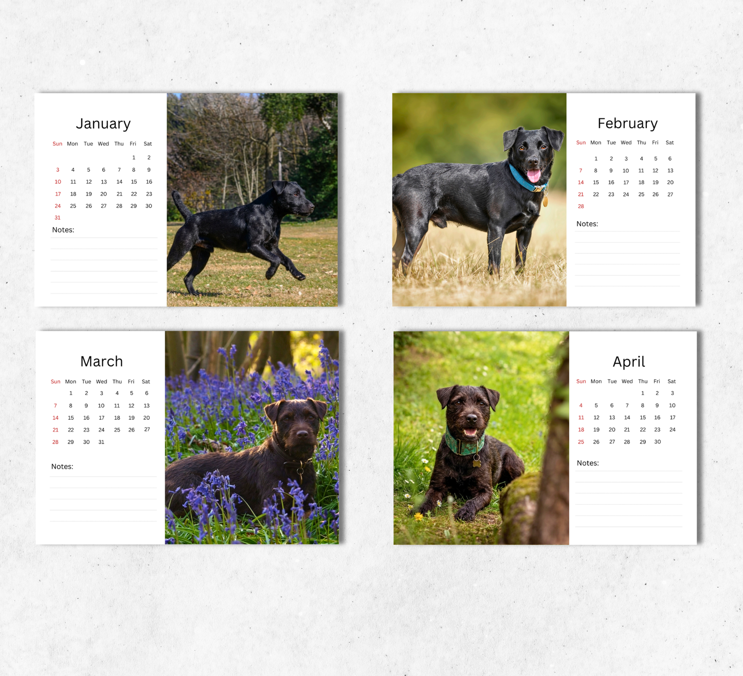 Patterdale Terrier Desk Calendar 2027-2028