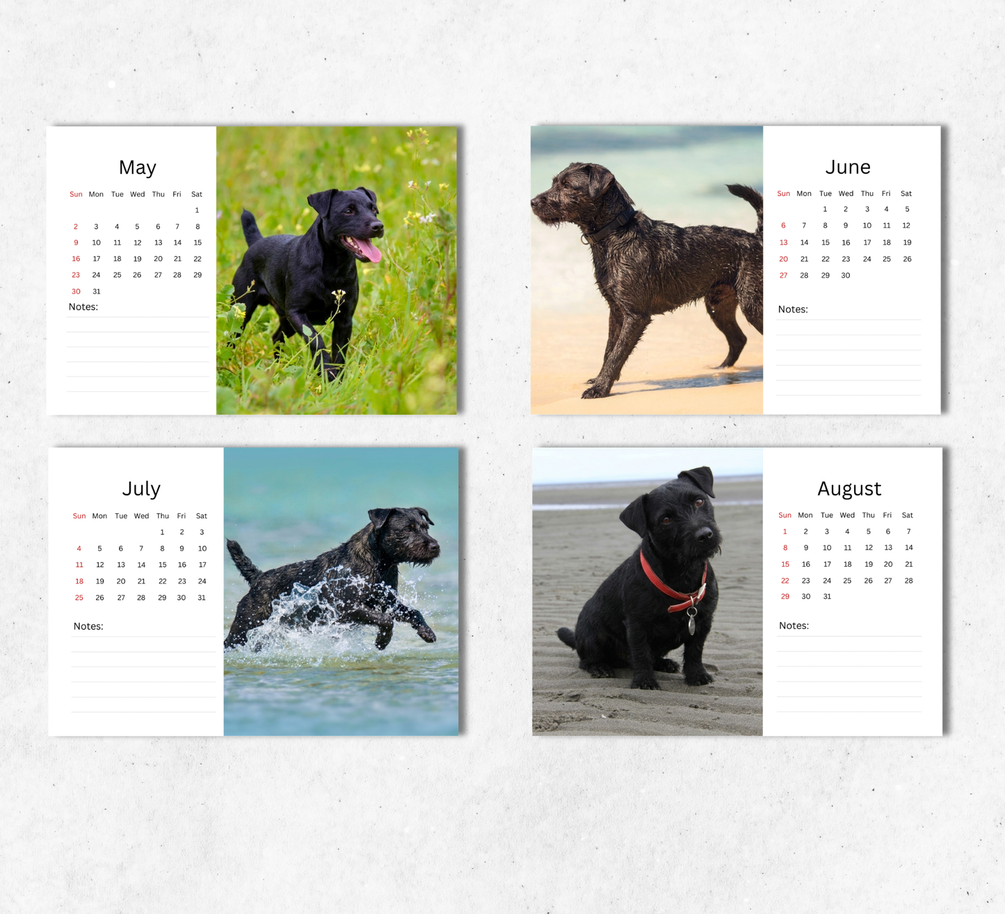 Patterdale Terrier Desk Calendar 2027-2028