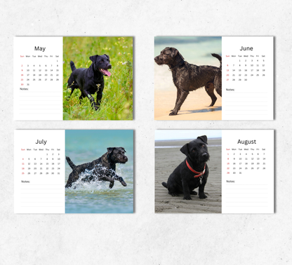 Patterdale Terrier Desk Calendar 2027-2028