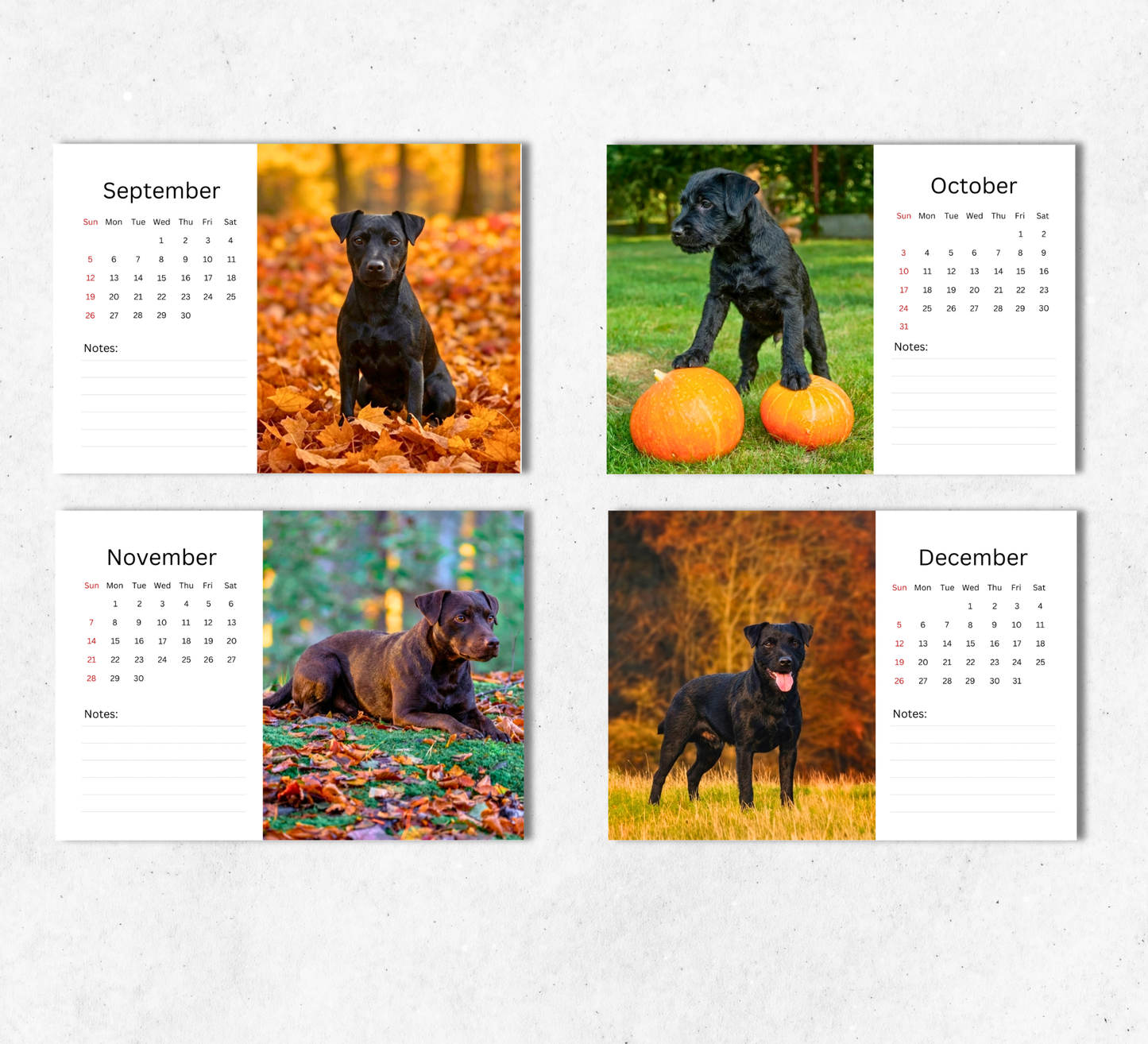 Patterdale Terrier Desk Calendar 2027-2028