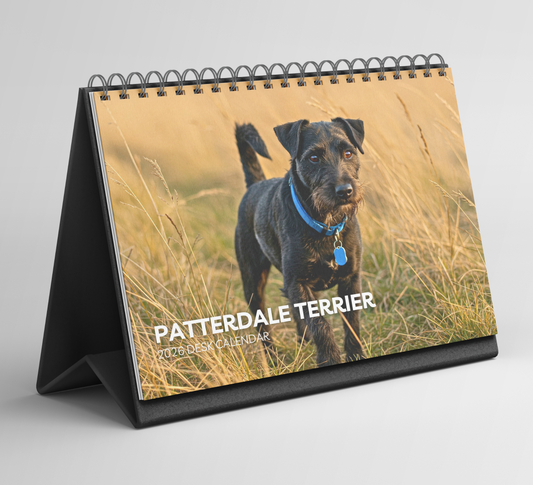 Patterdale Terrier Desk Calendar 2026-2027