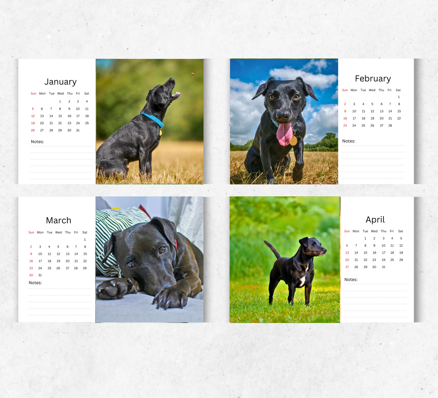 Patterdale Terrier Desk Calendar 2026-2027