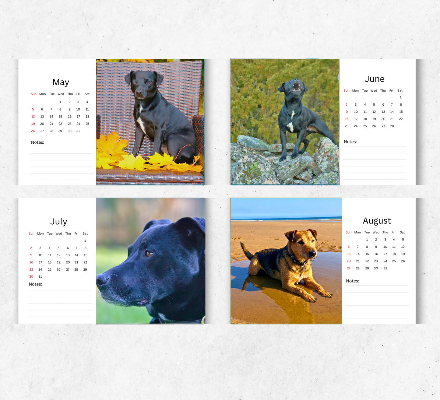 Patterdale Terrier Desk Calendar 2026-2027