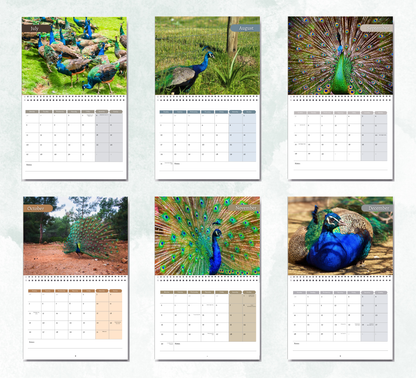 Peacock Calendar 2027