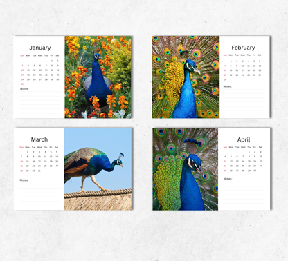 Peacock Desk Calendar 2027-2028