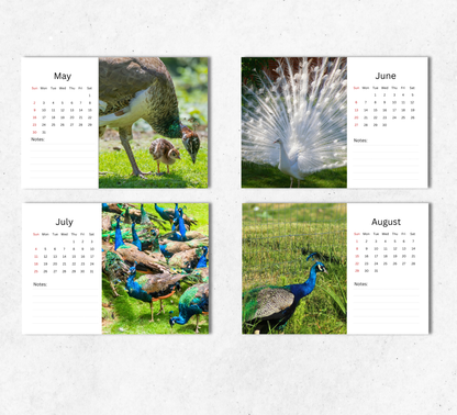 Peacock Desk Calendar 2027-2028