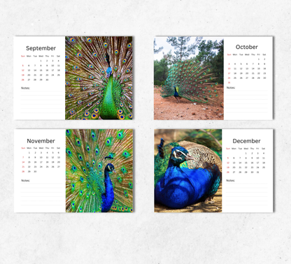 Peacock Desk Calendar 2027-2028