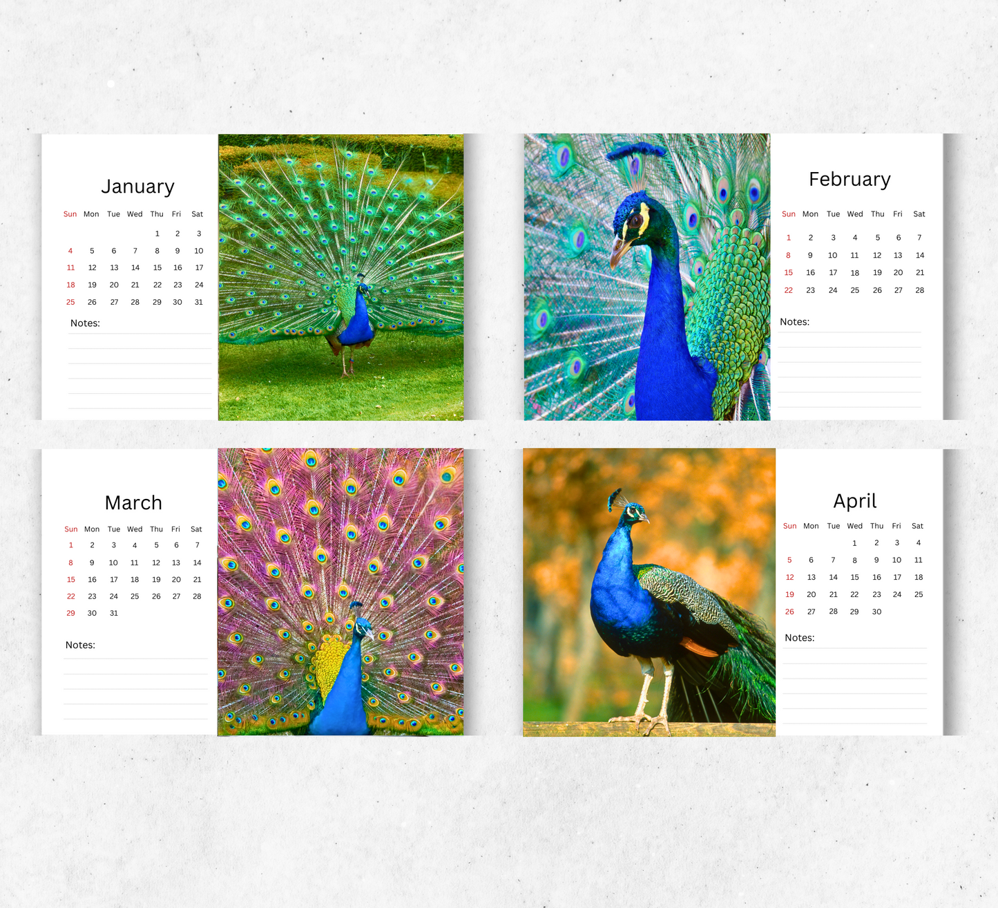 Peacock Desk Calendar 2026-2027