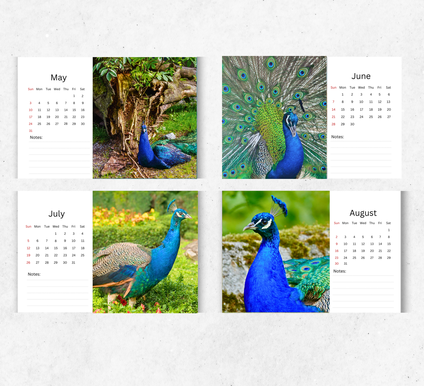 Peacock Desk Calendar 2026-2027
