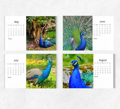 Peacock Desk Calendar 2026-2027