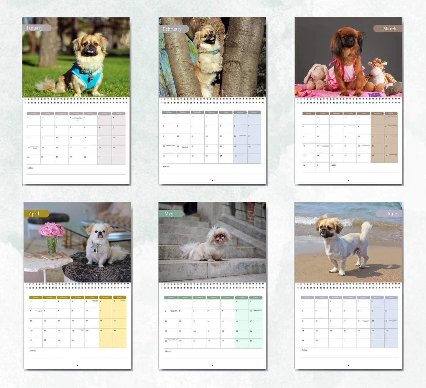 Pekingese Dog Calendar 2026