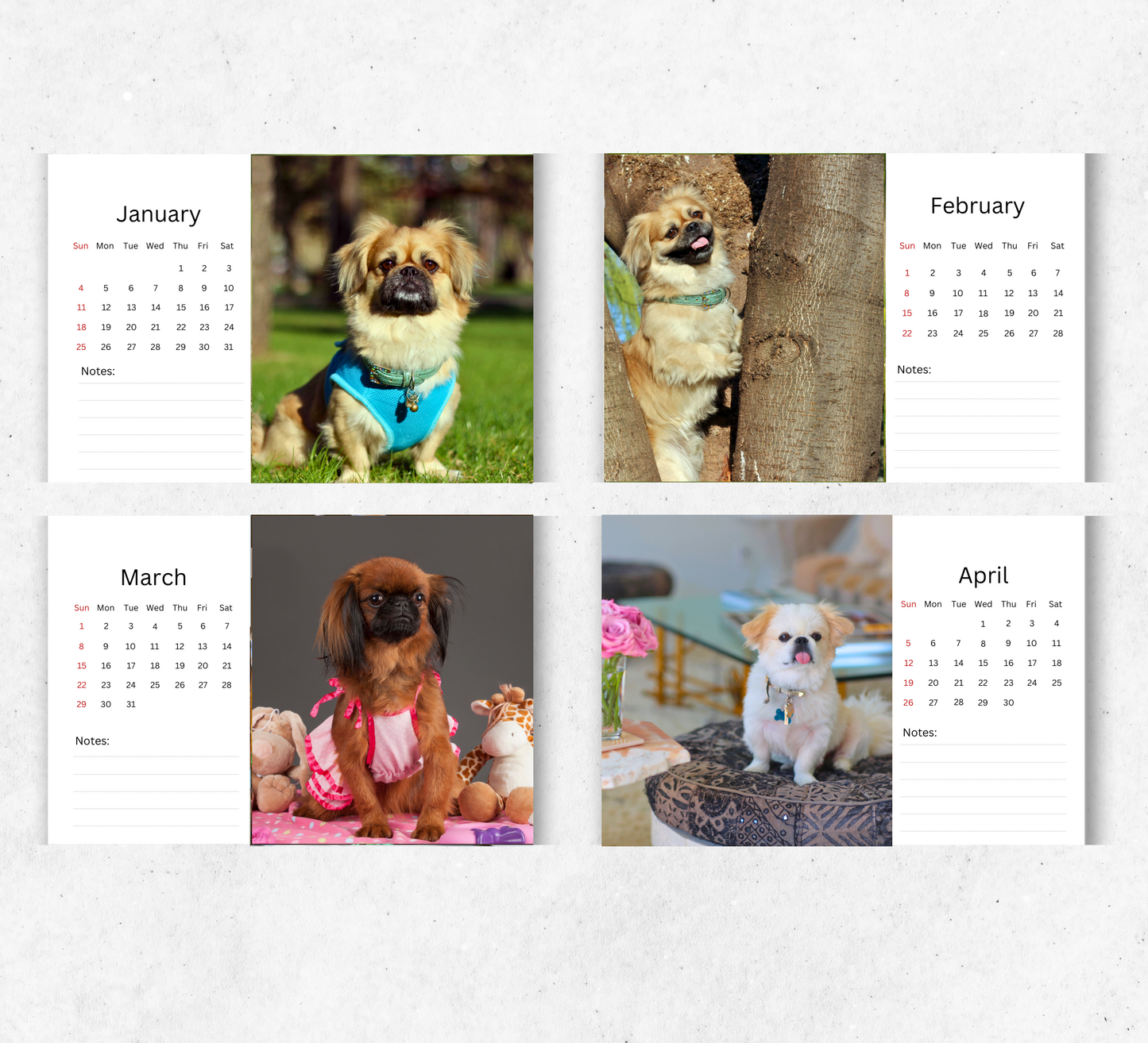 Pekingese Dog Desk Calendar 2026-2027