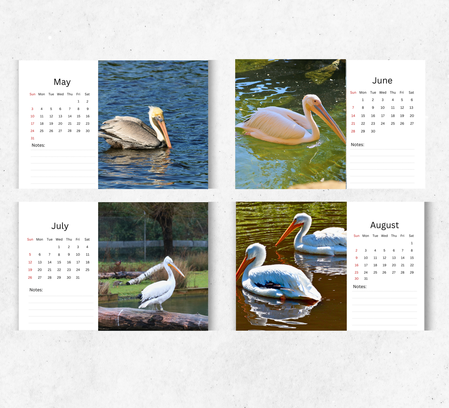 Pelican Desk Calendar 2026-2027